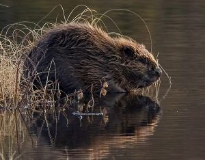 beaver_water