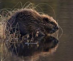 beaver_water